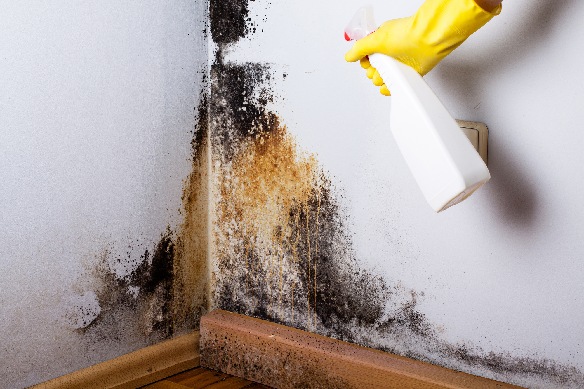 Discover the Ultimate Solution for a Healthy Home with Mold and Mildew Removal Services in Owings Mills, Maryland