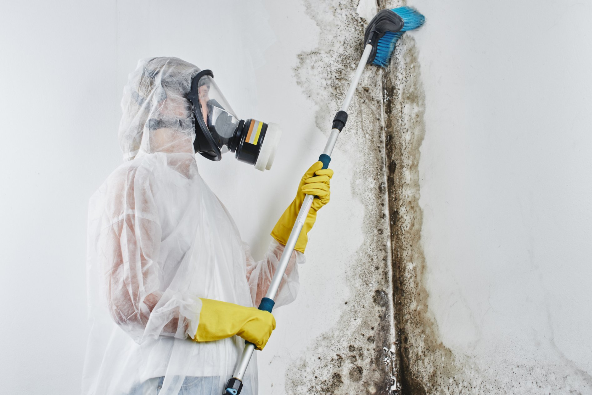 Mold and Mildew Removal Services Mold and Mildew Removal Services