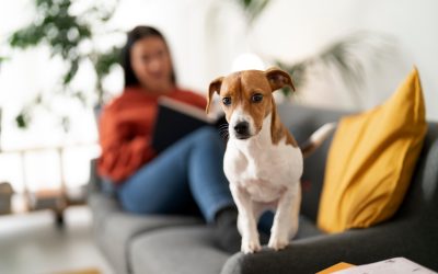 Can Pets Affect Your Indoor Air Quality? What Maryland Homeowners Should Know
