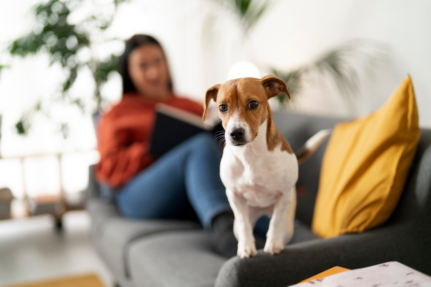 A small brown and white dog stands on a gray couch with a woman reading in the background.